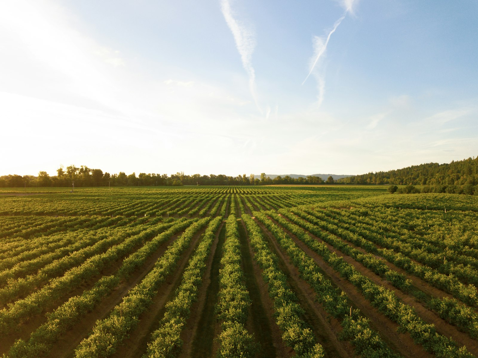 Rows of green crops in a cultivated field at sunset
